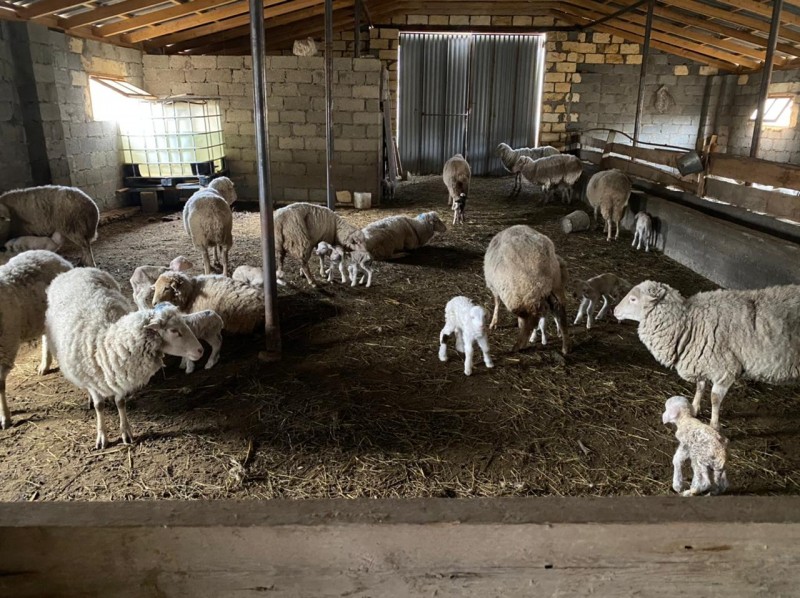 Разъяснения Комитета по ветеринарии РД о случае падежа ягнят в Кулинском районе