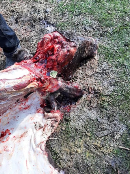 Контрольный забой с целью диагностики туберкулеза крупного рогатого скота