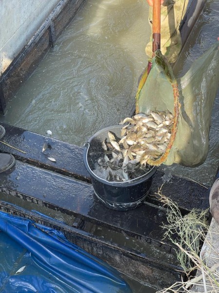 Выпуск молоди сазана в естественную среду реки Терек