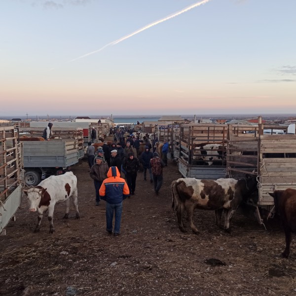 Мониторинговые мероприятия на рынках Хасавюртовского района