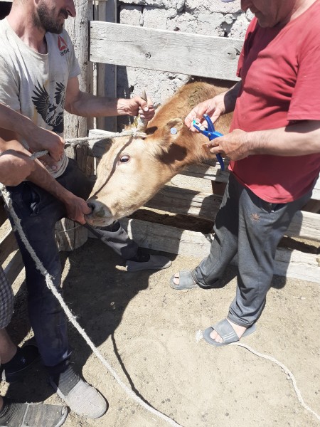 Весенние плановые работы в хозяйствах Рутульского района в Бакресской зоне отгонного животноводства
