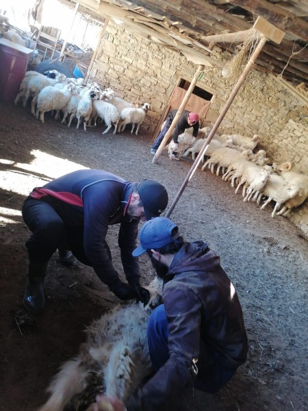 Снятие ограничительных мероприятий в хозяйствах республики