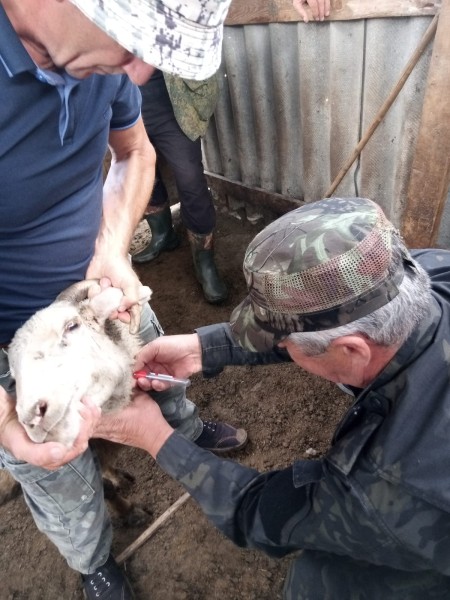 Активная пора ветеринарных мероприятий