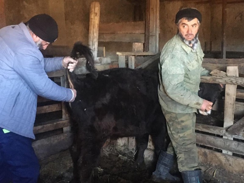 Осенние ветеринарные мероприятия в районах республики