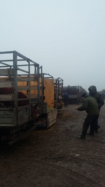 Мероприятия по достижению эпизоотического благополучия