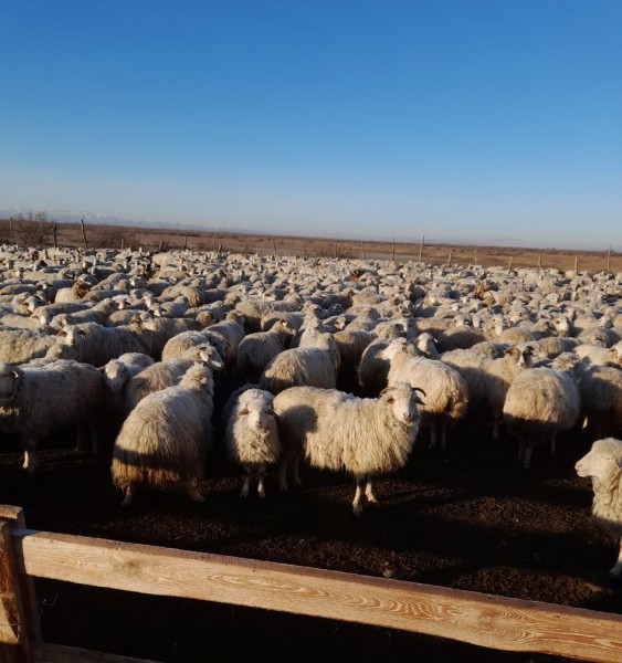 Ветеринарные мероприятия в Гумбетовском районе