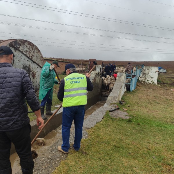 Ветеринарно-мониторинговые посты
