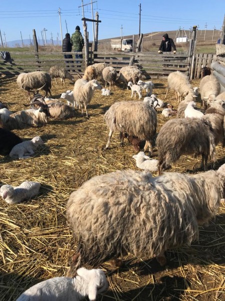 Плановые профилактические и диагностические мероприятия