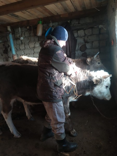 Противоэпизоотические мероприятия в республике