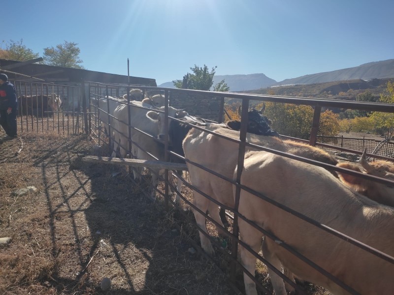 В хозяйствах республики продолжаются плановые ветеринарные диагностические мероприятия