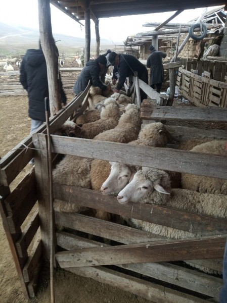 Подведение итогов работы ветеринарной службы Буйнакского района