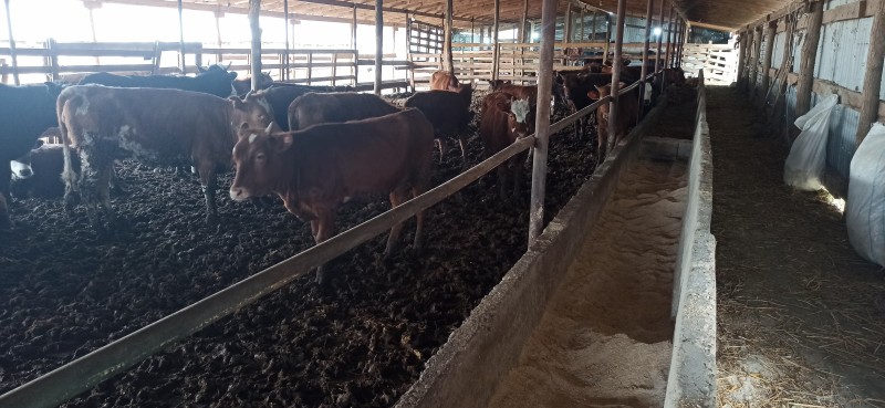 Мониторинговые мероприятия в животноводческих хозяйствах Хасавюртовского района