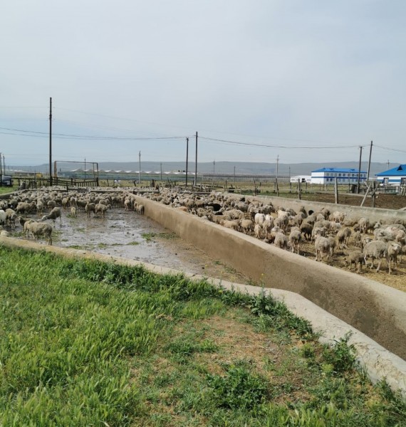 В Дагестане начался перегон овец