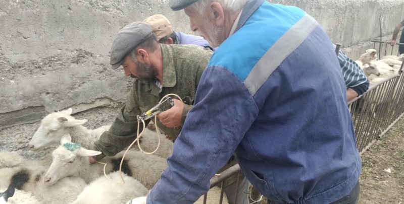 Ход перегона мелкого рогатого скота Гумбетовского района на летние пастбища
