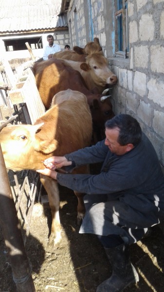 В Дербентском районе  продолжается проведение ветеринарных мероприятий