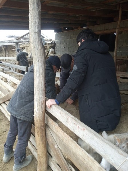 Подведение итогов работы ветеринарной службы Буйнакского района