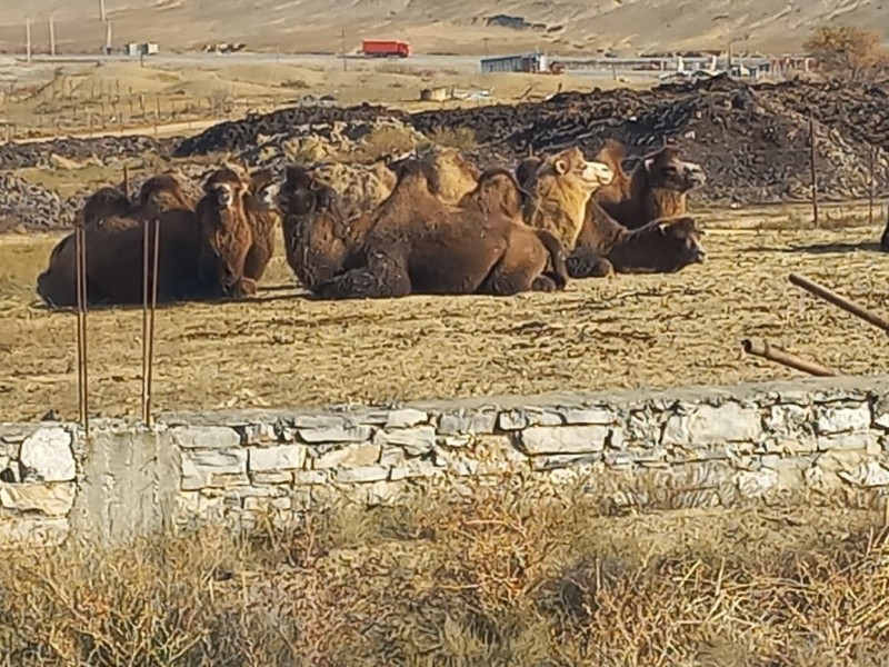 Мониторинговые мероприятия в племенном хозяйстве