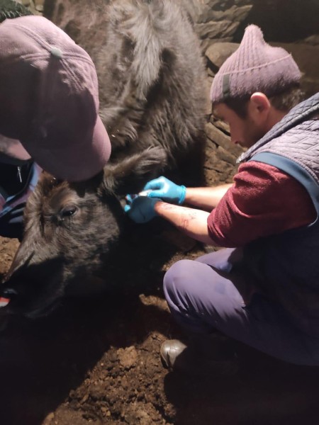 Осенние ветеринарные мероприятия в районах республики