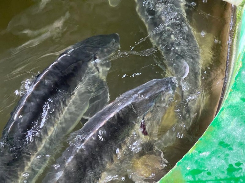 Работа Кизлярского участка отдела по борьбе с инфекционными и массовыми незаразными заболеваниями животных и рыб