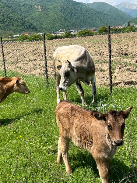 Мониторинг биркования животных в Хивском районе