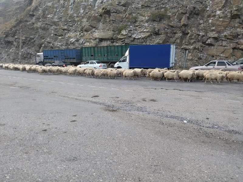 Перегон скота в СПК «Стелла» Хунзахского района