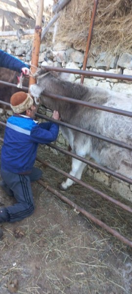 Ветеринарно-профилактические мероприятия в Гунибском районе
