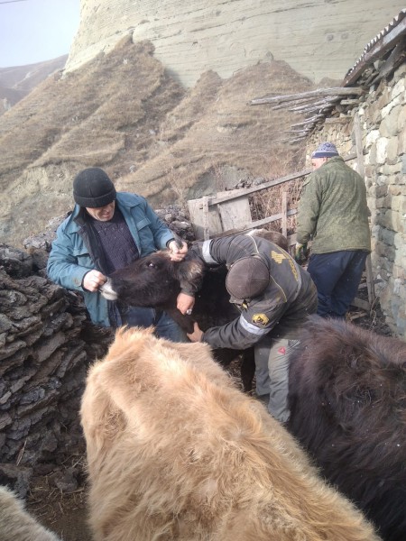 Противоэпизоотические мероприятия в республике