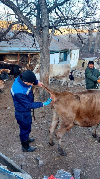 Ветеринарно-профилактические мероприятия в Гунибском районе
