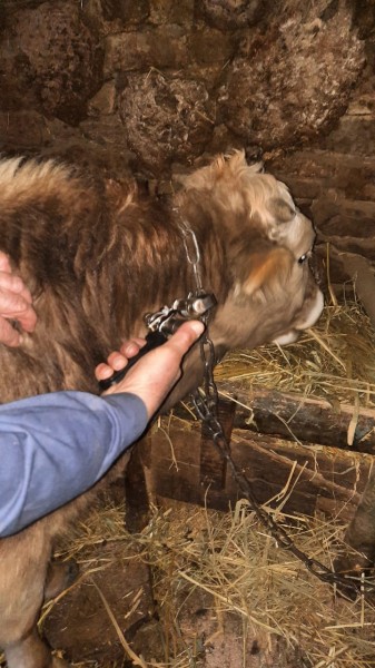 Ветеринарные мероприятия в Чародинском районе