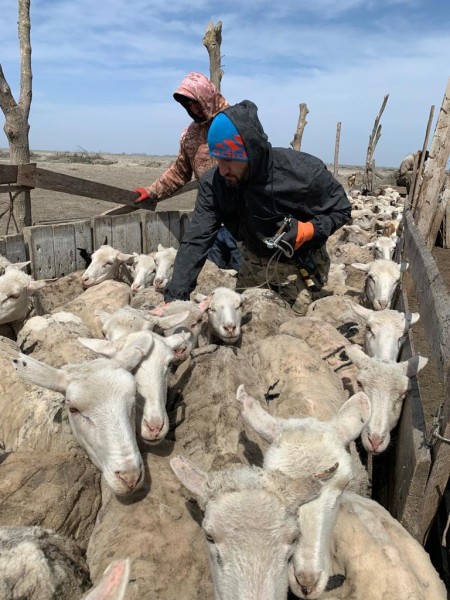 Профилактические и диагностические ветеринарные мероприятия в Тляратинском районе