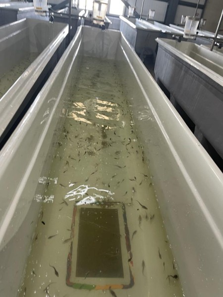 Выпуск молоди кутума