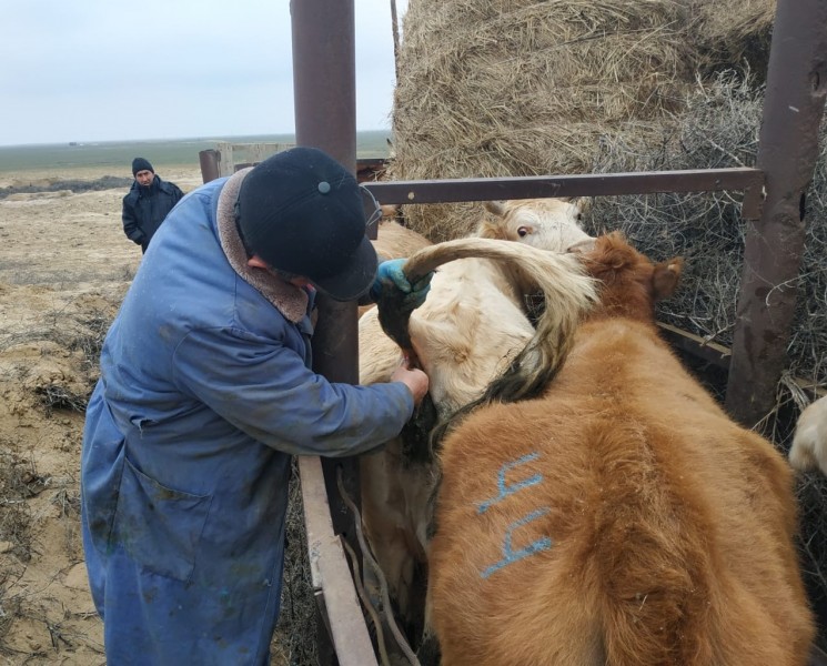 Ветеринарные мероприятия в Бакресской зоне отгонного животноводства