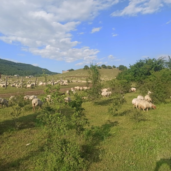 Перегон овец в хозяйствах Хунзахского района