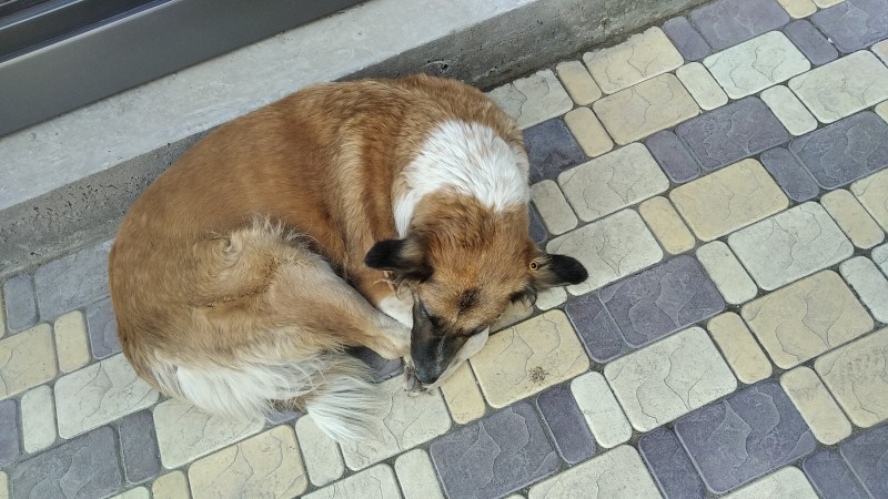 Мониторинговые мероприятия в Махачкале