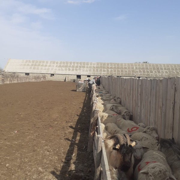 Ветеринарные мероприятия в хозяйствах Гунибского района