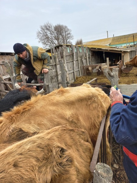 Ветеринарные мероприятия в хозяйствах Тарумовского района