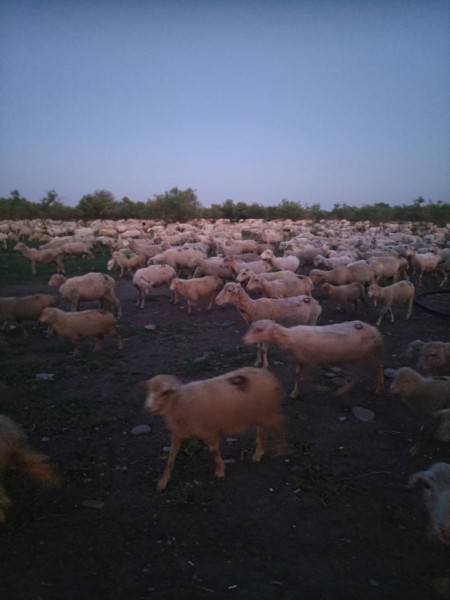Перегон овец в хозяйствах Хунзахского района