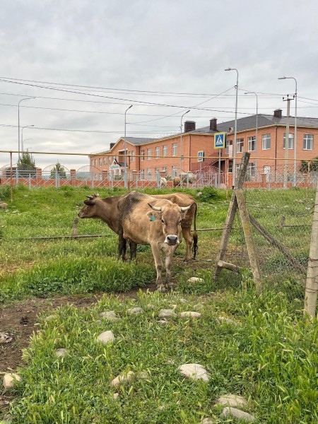 Мониторинг биркования животных в Хивском районе