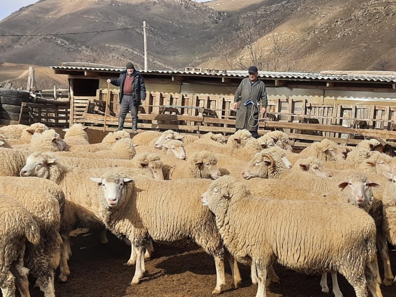 Ветеринарные мероприятия в Буйнакском районе