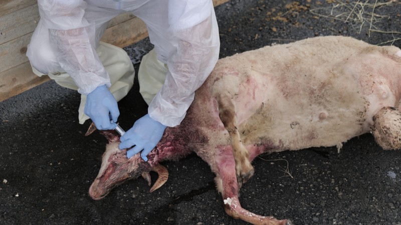 В Карабудахкентском районе прошли межрегиональные командно-штабные учения