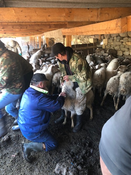Ветеринарные мероприятия Агульском районе