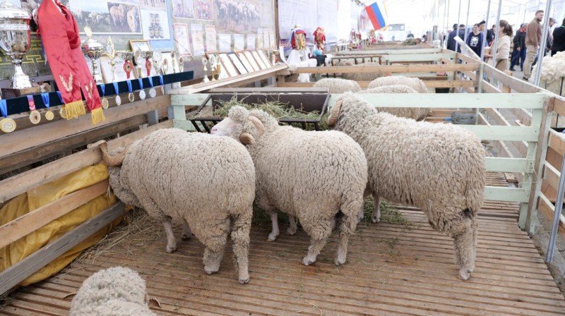 25-я Российская выставка племенных овец и коз