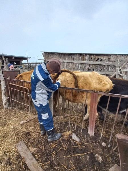 Ветеринарные мероприятия в хозяйствах Тарумовского района