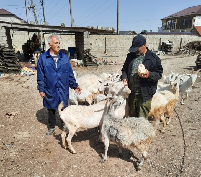 Плановые ветеринарные мероприятия