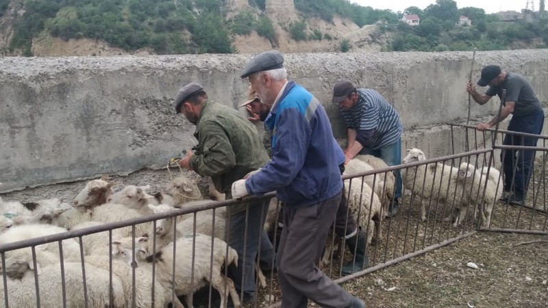 Ход перегона мелкого рогатого скота Гумбетовского района на летние пастбища