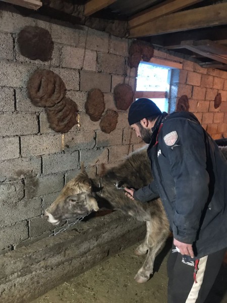 Ветеринарные мероприятия в Чародинском районе