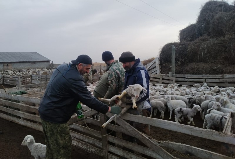Ветеринарные мероприятия в Чародинском районе