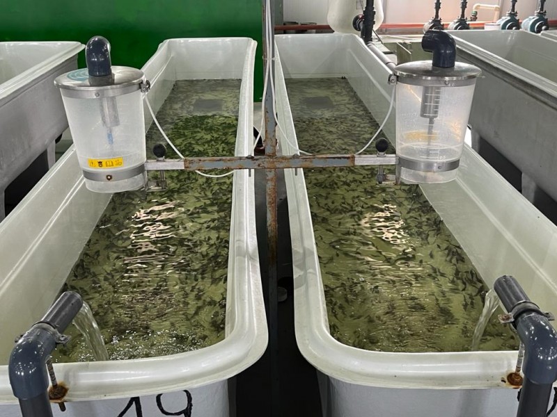 Работа Кизлярского участка отдела по борьбе с инфекционными и массовыми незаразными заболеваниями животных и рыб