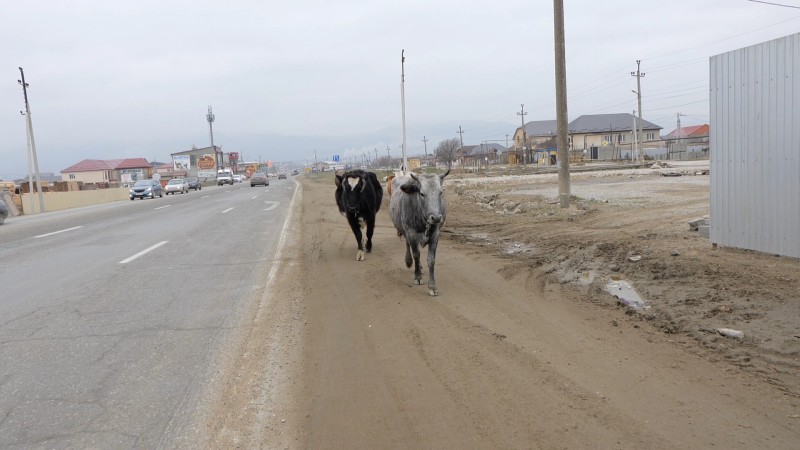 Несанкционированный выпас сельскохозяйственных животных