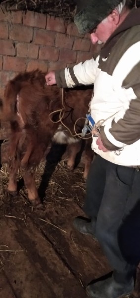 Противоэпизоотические мероприятия в республике